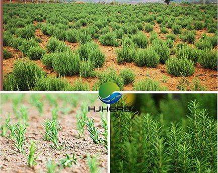 Rosemary extract supplier