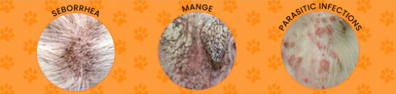 Salicylic Acid Dog Shampoo Salicylic Acid Dog Shampoo