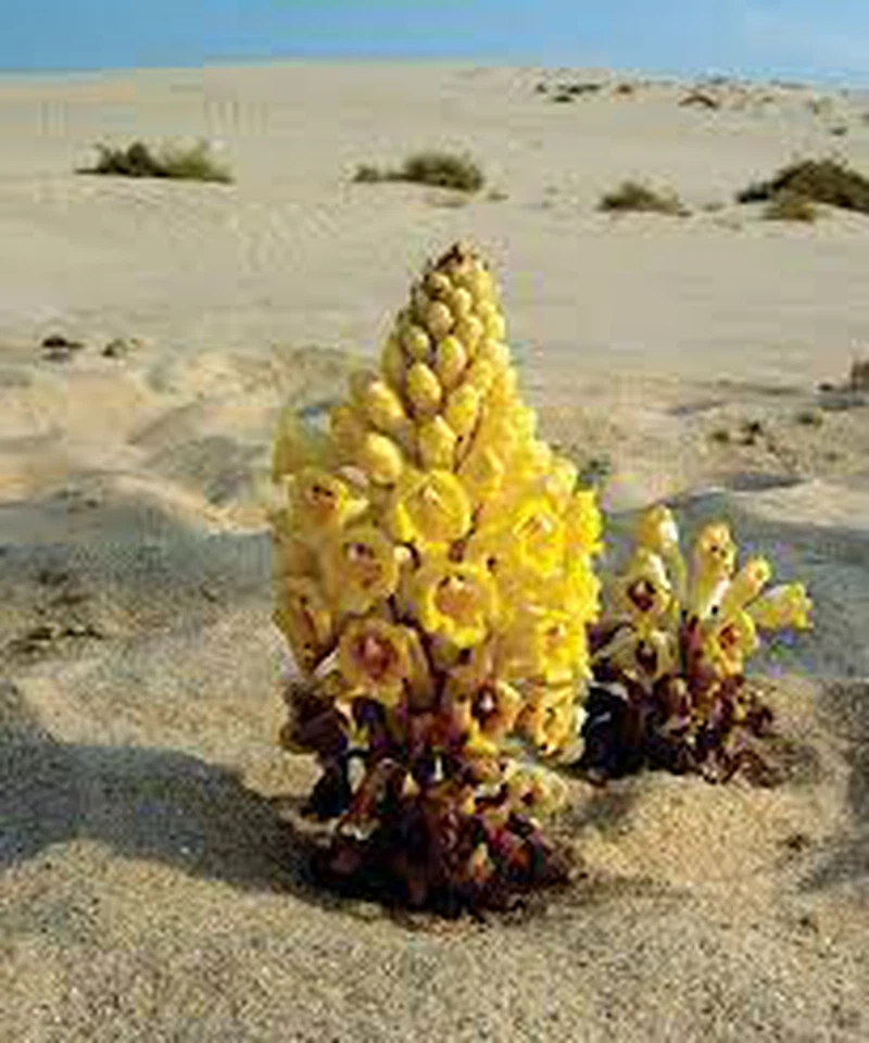 cistanche extract cistanche extract