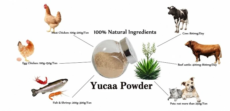 Yucca Powder Supplier Yucca Powder Supplier